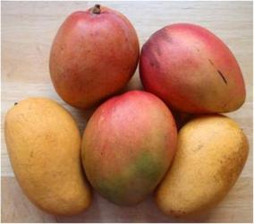 Mango (Xoài)